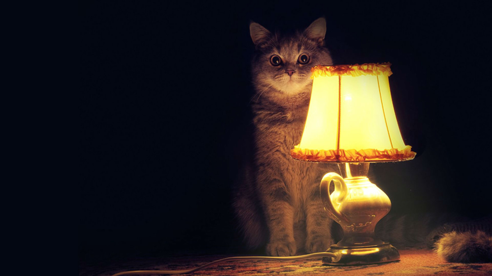 cat and lamp